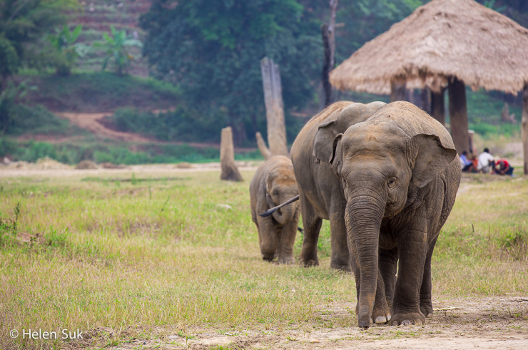 The Ethics of Riding an Elephant in Thailand