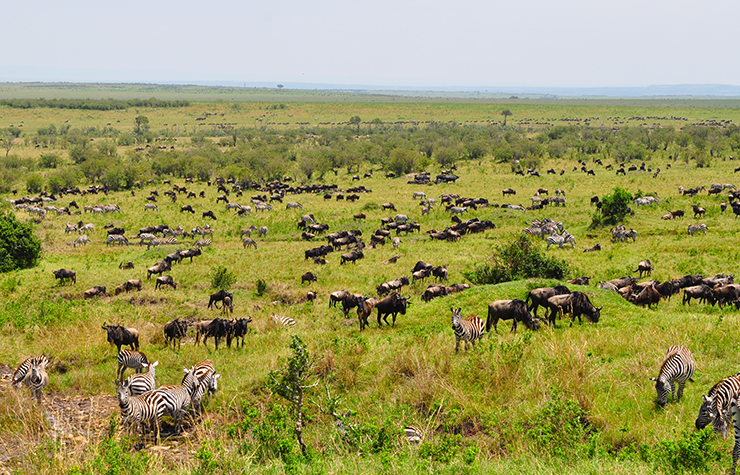 African Safari in the Maasai Mara: Great Migration Kenya