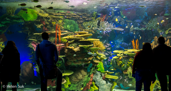 Ripley's Aquarium of Canada: Tips for Your Visit