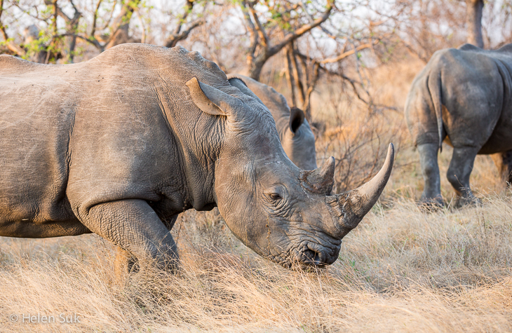 game reserves in South Africa - Not Without My Passport