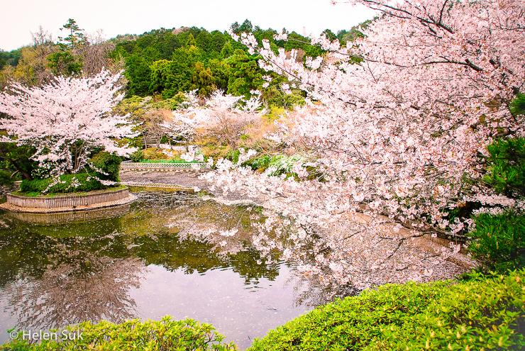 japanese water garden with cherry blossoms