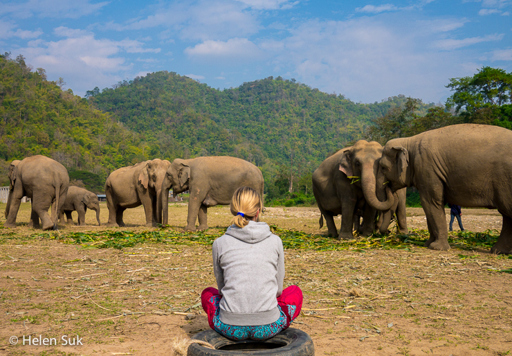 Elephant Nature Park: A More Ethical to